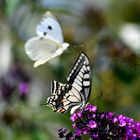 Flugbetrieb im Hintergrund