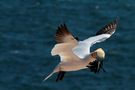 Wildlife Helgoland