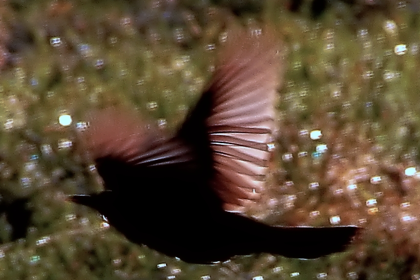 Flugbewegung eines Vogels