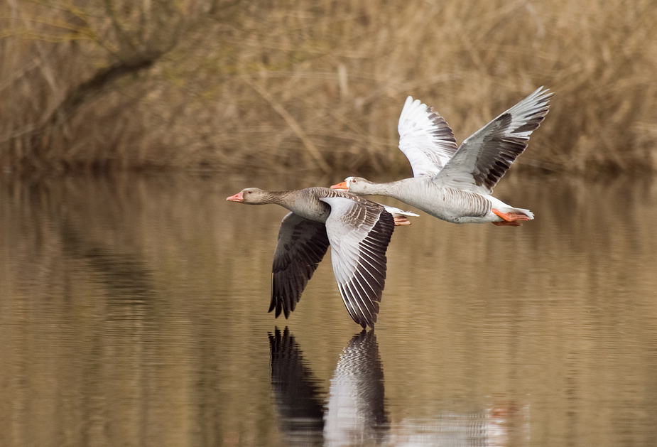 Flugbewegungen