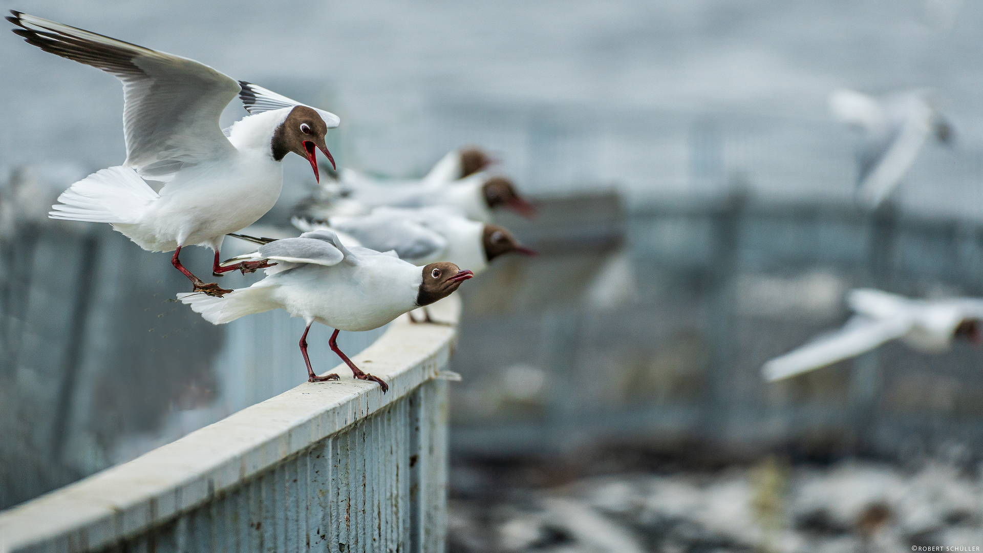 Flugbewegungen an der Eider