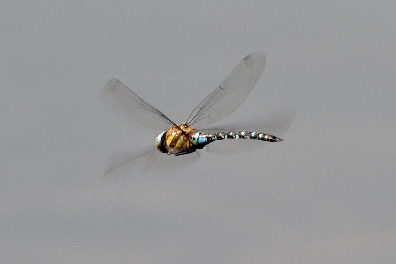 Flugbild der Herbst-Mosaikjungfer