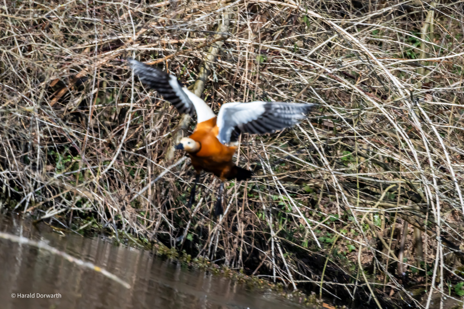 Flugbild der Rostgans