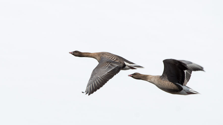 Flugbild der Wildgänse