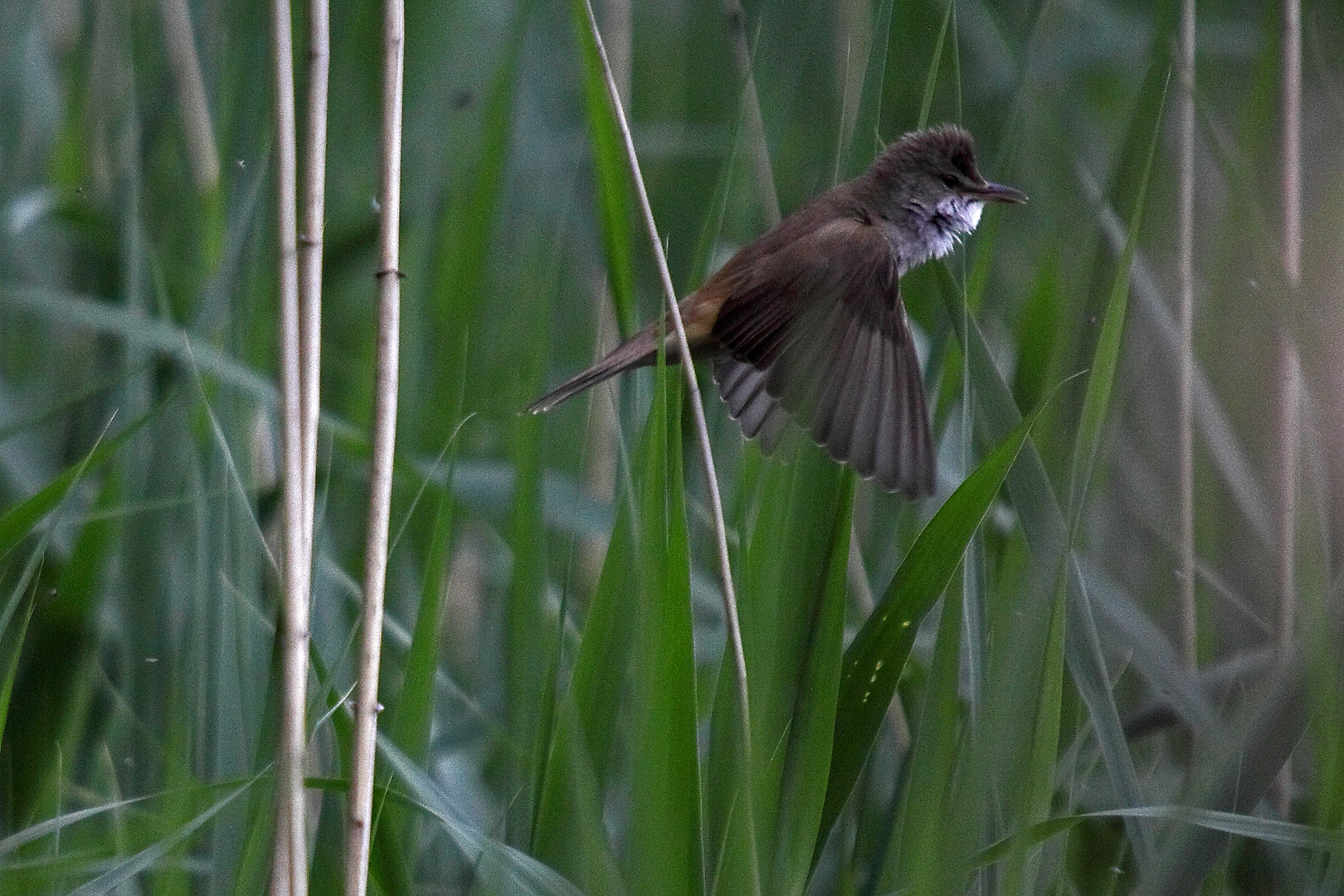 Flugbild Drosselrohrsänger