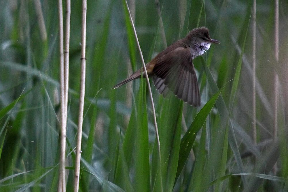 Flugbild Drosselrohrsänger