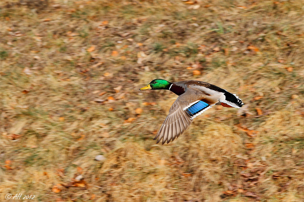 Flugbild