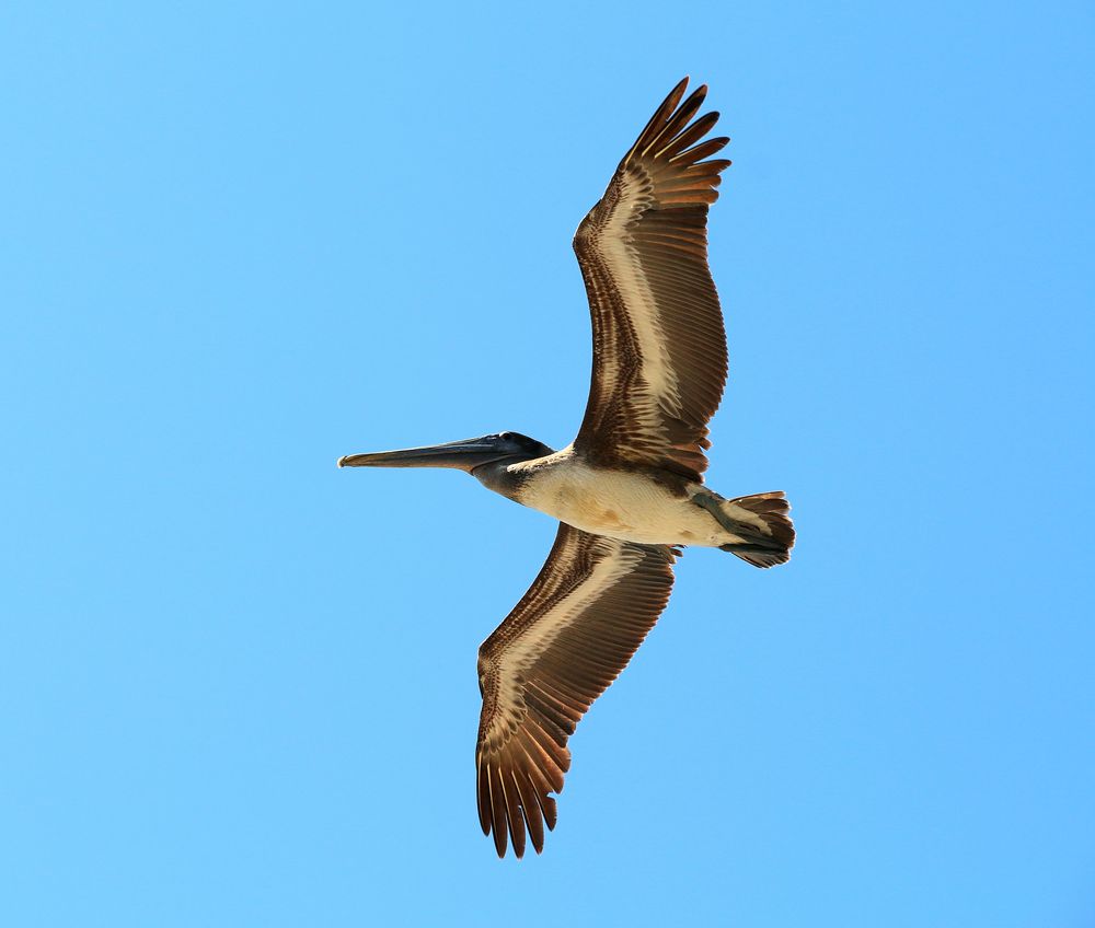 Flugbild eines Juveniler Braunpelikan