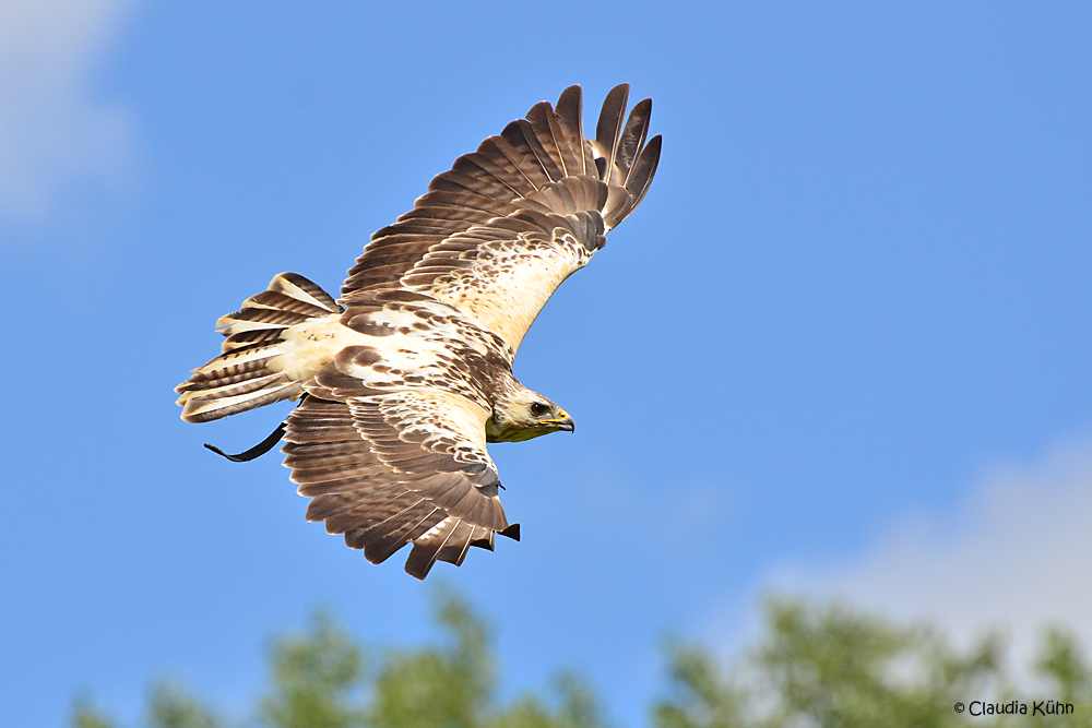 Flugbild mit blauem Himmel