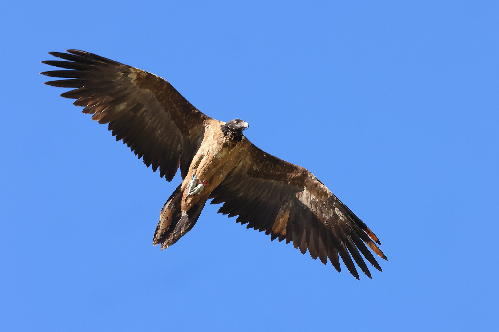 Flugbild mit einer Spannweite von 290 cm