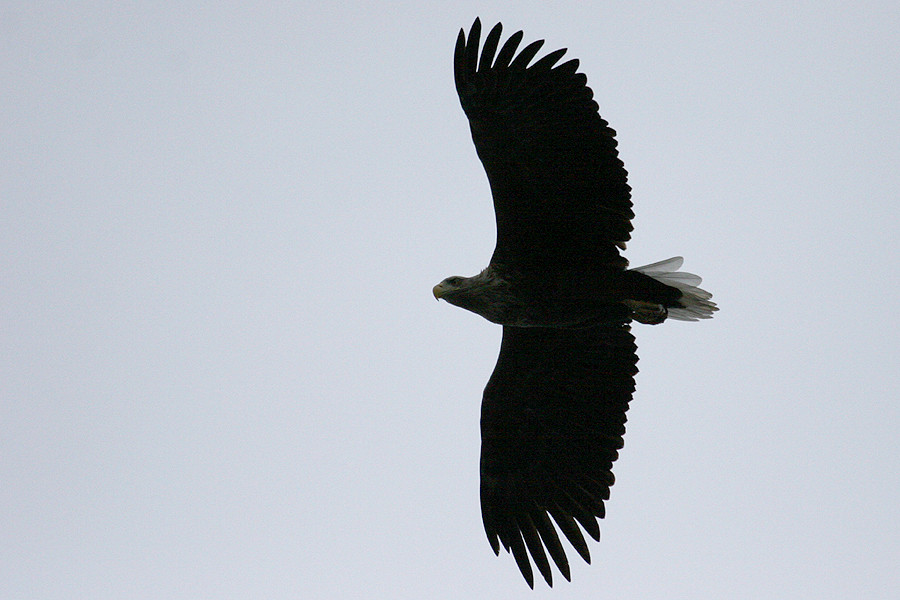 Flugbild Seeadler