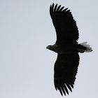 Flugbild Seeadler