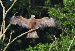 Flugbild - sitzend