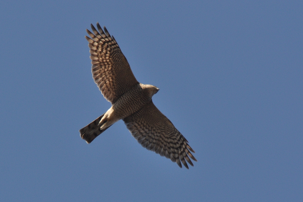 Flugbild Sperber