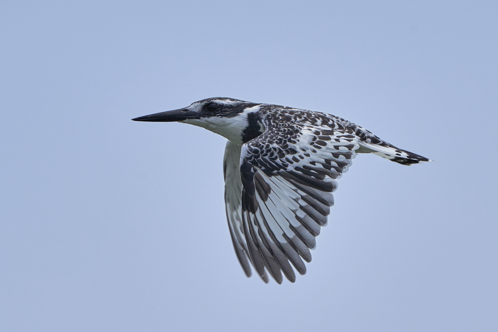 Flugbild vom Kingfisher