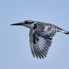 Flugbild vom Kingfisher