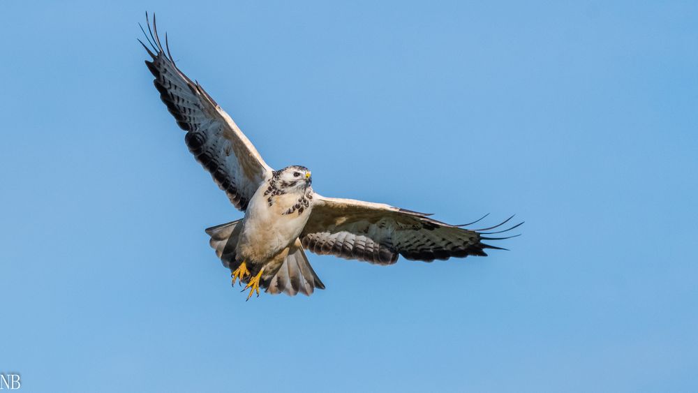 "Flugbild vom Mäusebussard 2022"