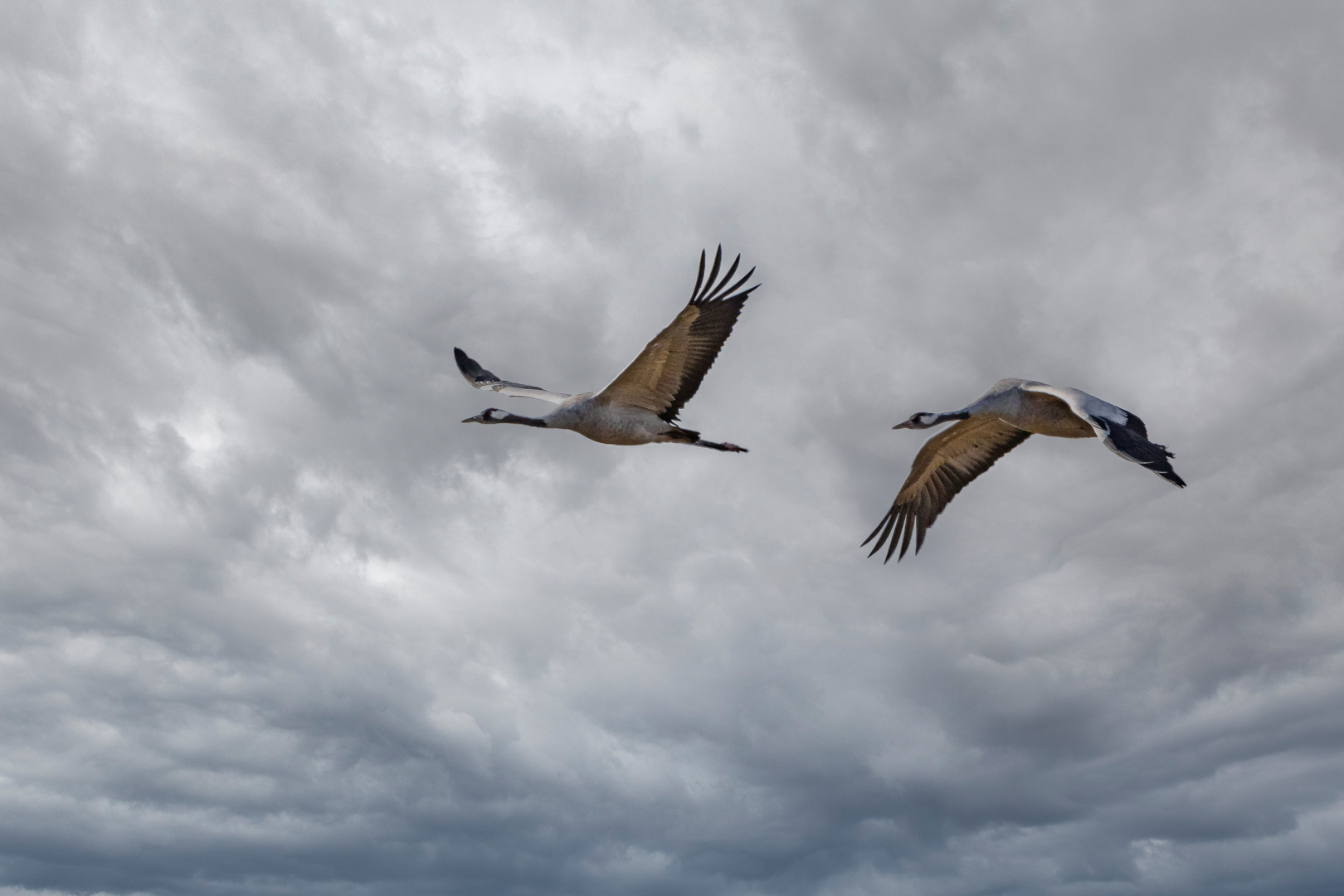 _Flugbild_Kranichpaar_