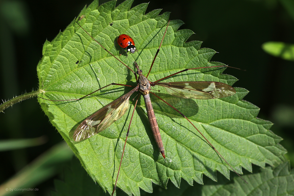 Flugblatt