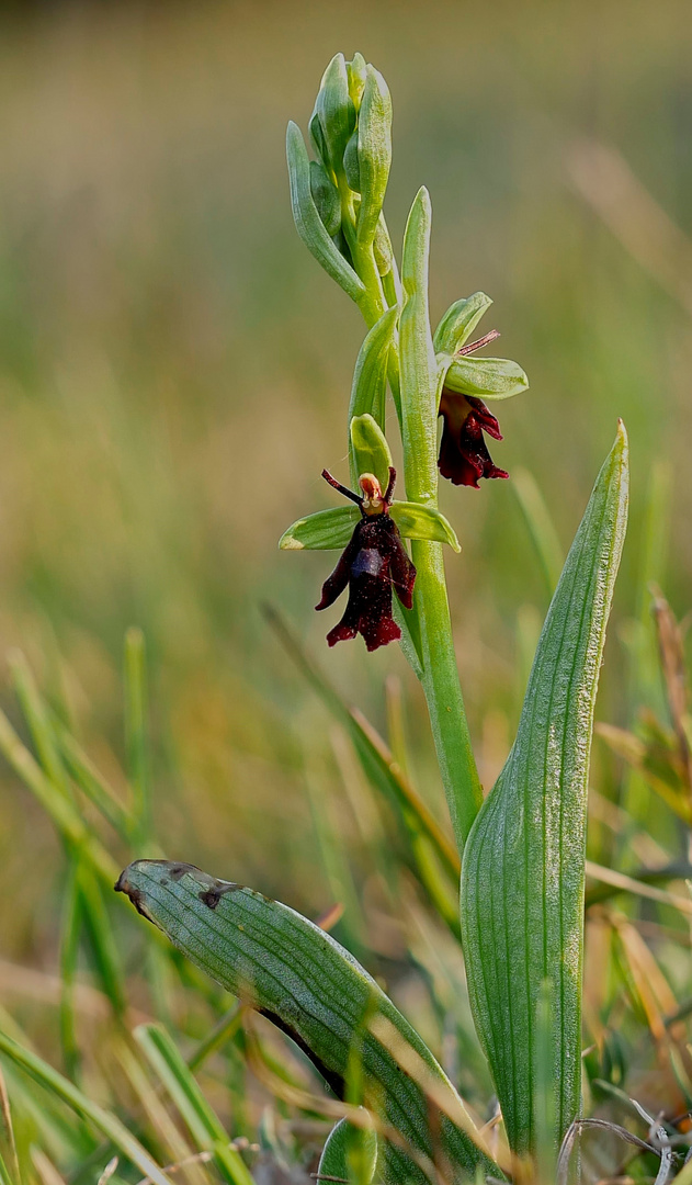 flugblomster