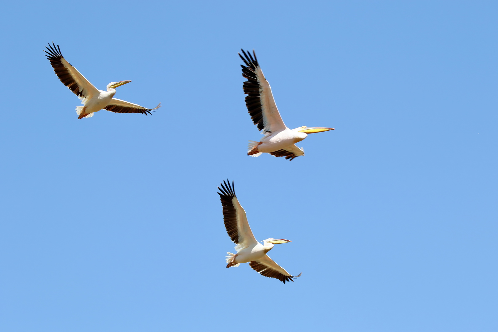 "Flugbootgeschwader" :-)