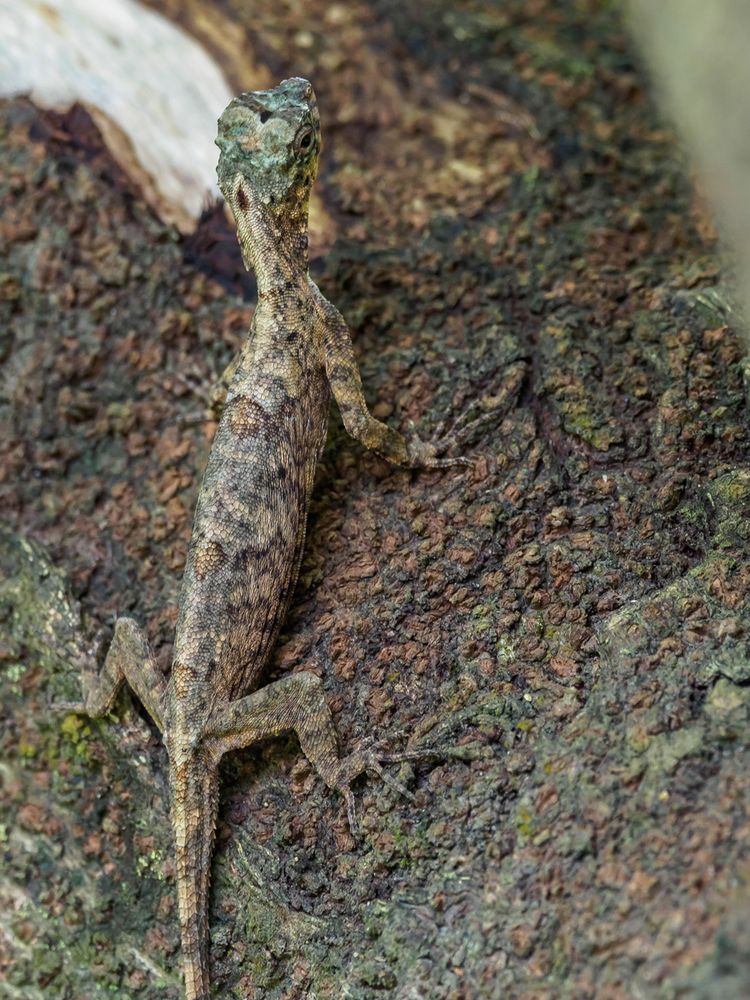 Flugdrache (Draco sumatranus)