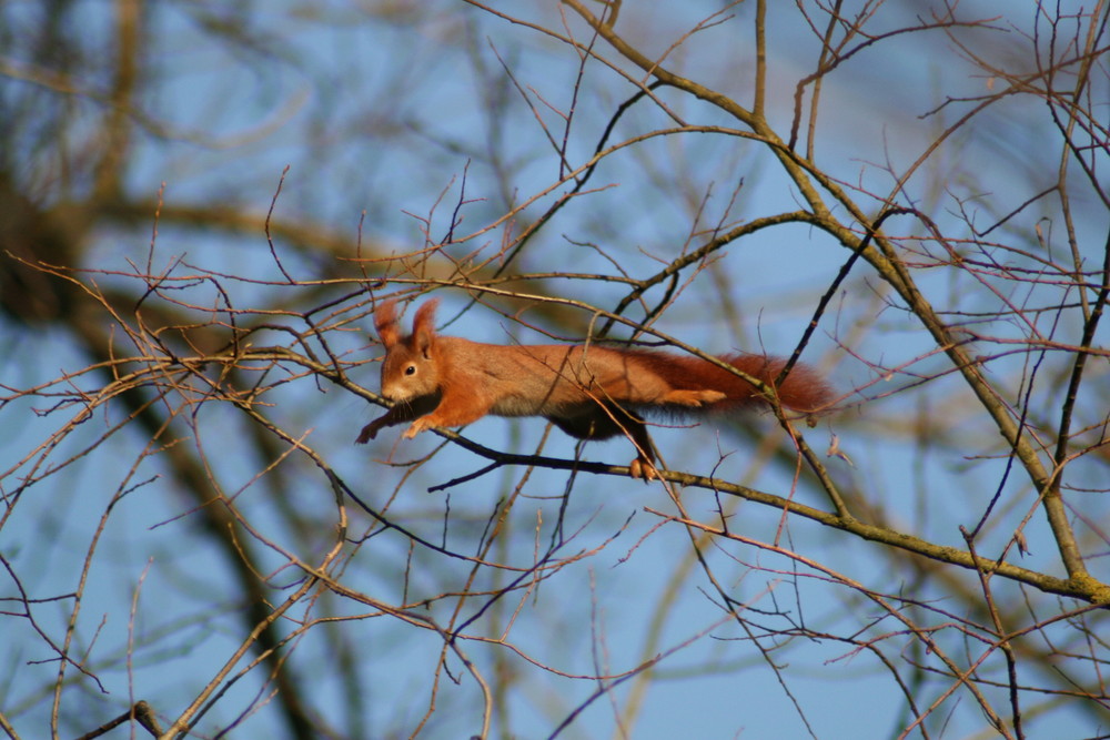 Flug(eich)hörnchen