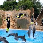 Flugeinlage im Loro Parque