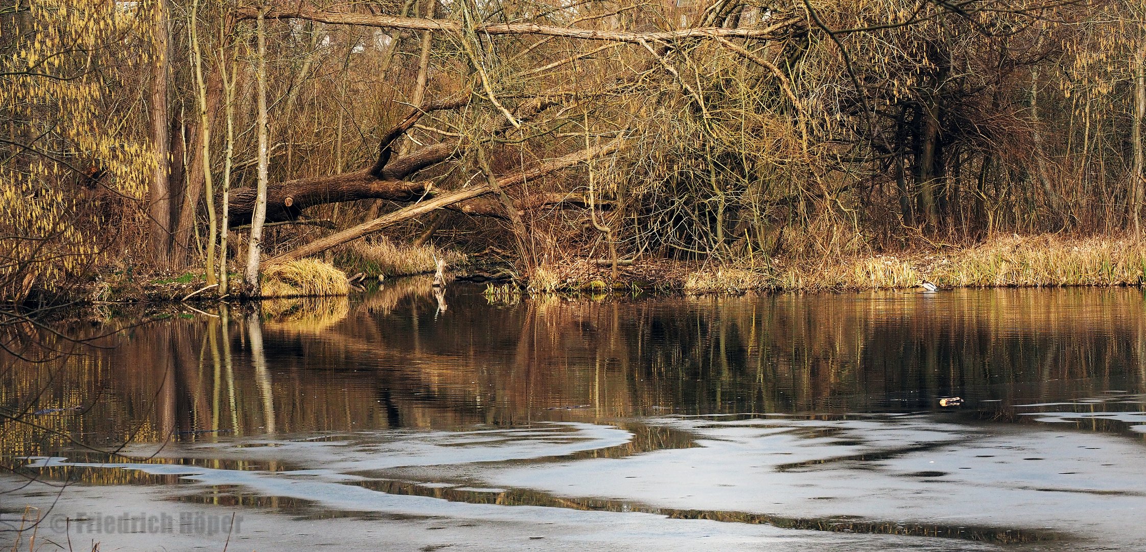 Flugeis auf einem Tümpel an der Schwentine_1