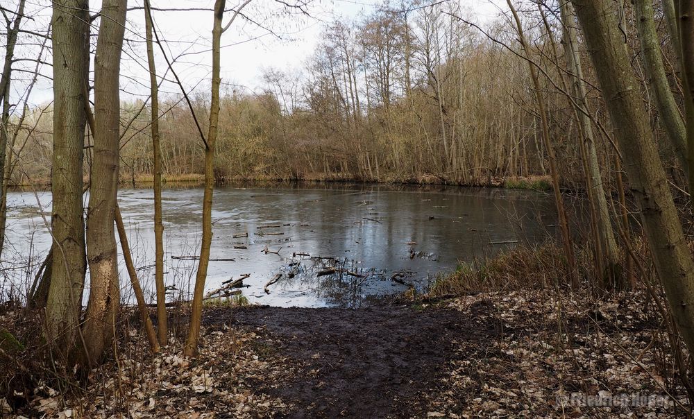 Flugeis auf einem Tümpel an der Schwentine_2