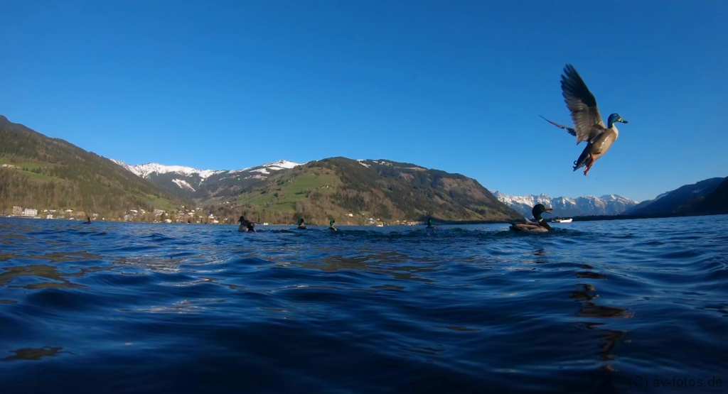 Flugente am Zeller See bei Zell am See