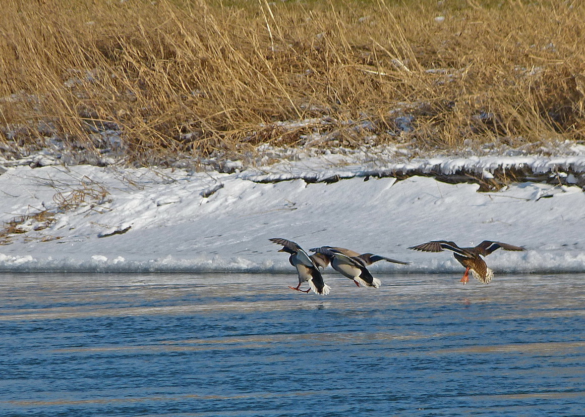 Flugenten an vereister Weser