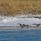 Flugenten an vereister Weser