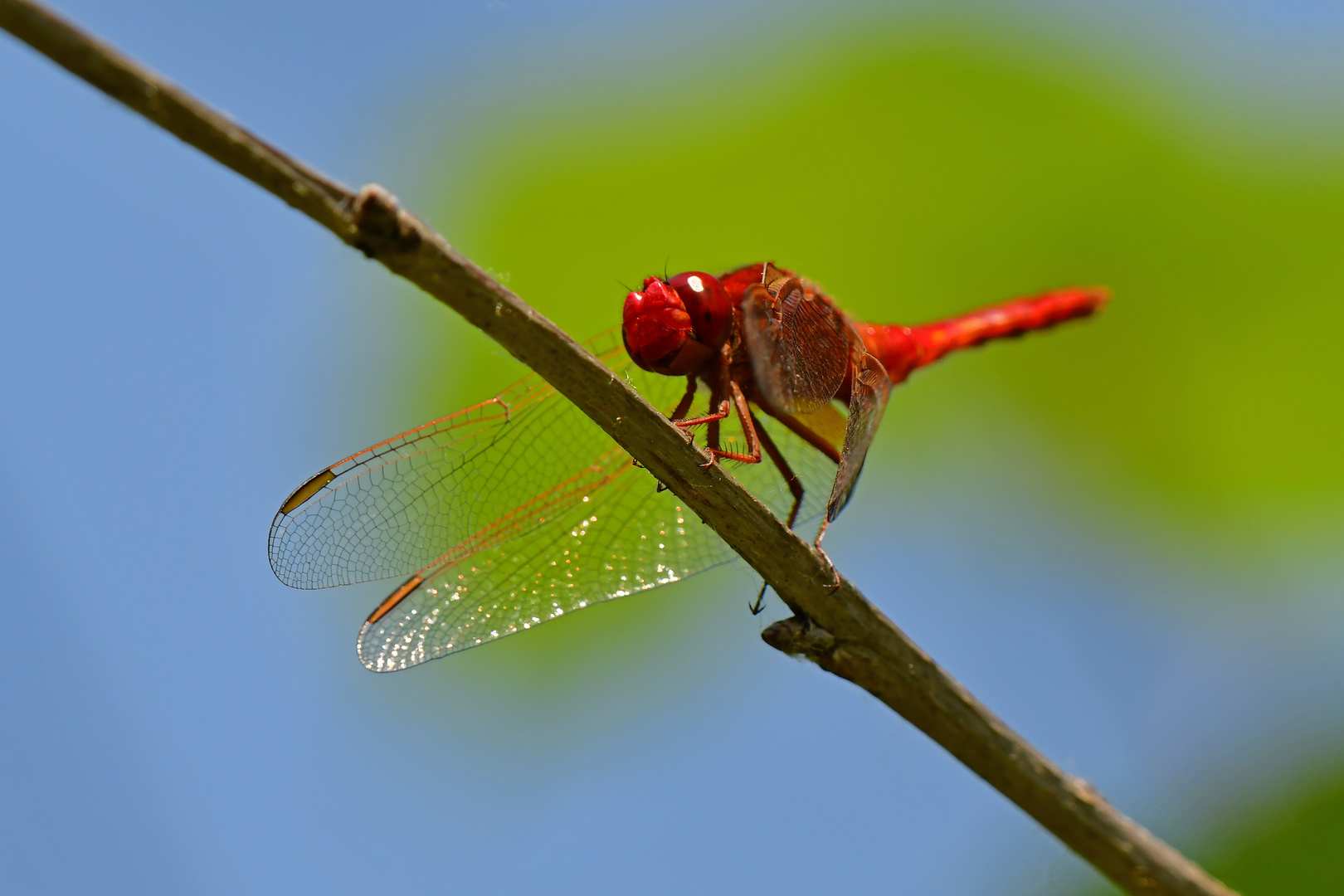 Flugfähige Paprikaschote: Feuerlibelle (Crocothemis erythrea)