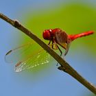 Flugfähige Paprikaschote: Feuerlibelle (Crocothemis erythrea)