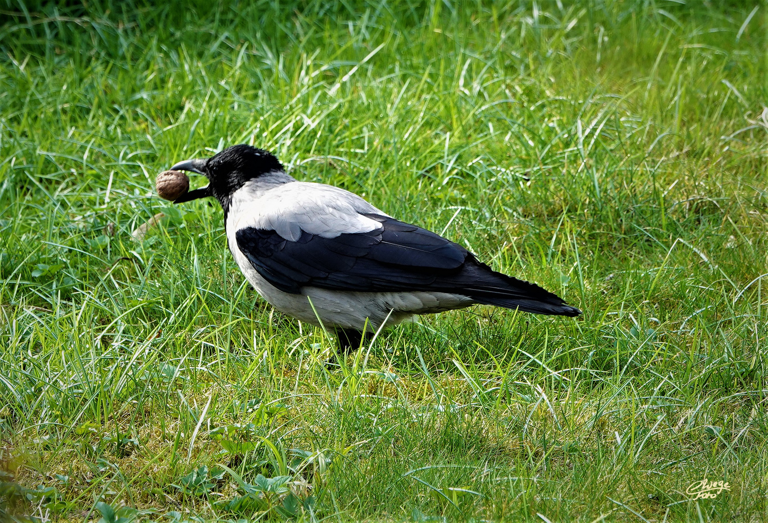 Flugfähiger Nussknacker