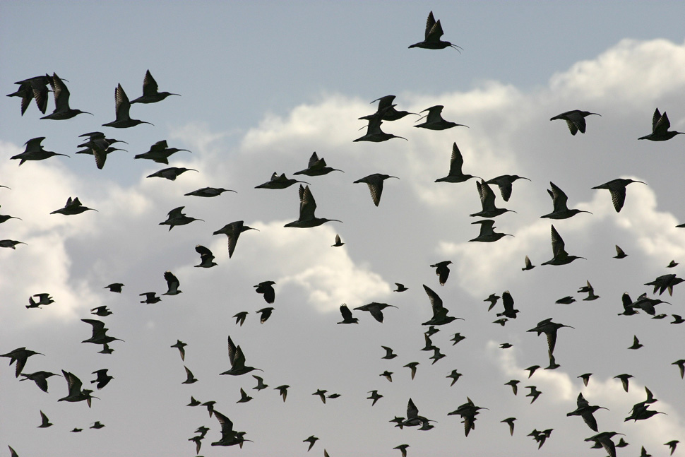 Flugfiguren bei winterlichen Wiesenvögeln