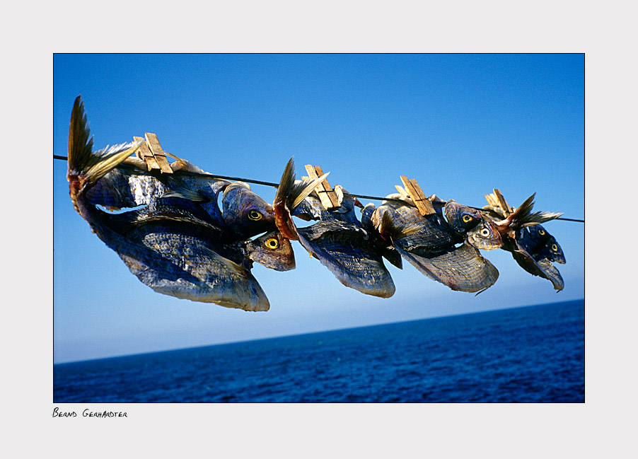 Flugfische in Orzola