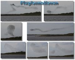 Flugformation Collage