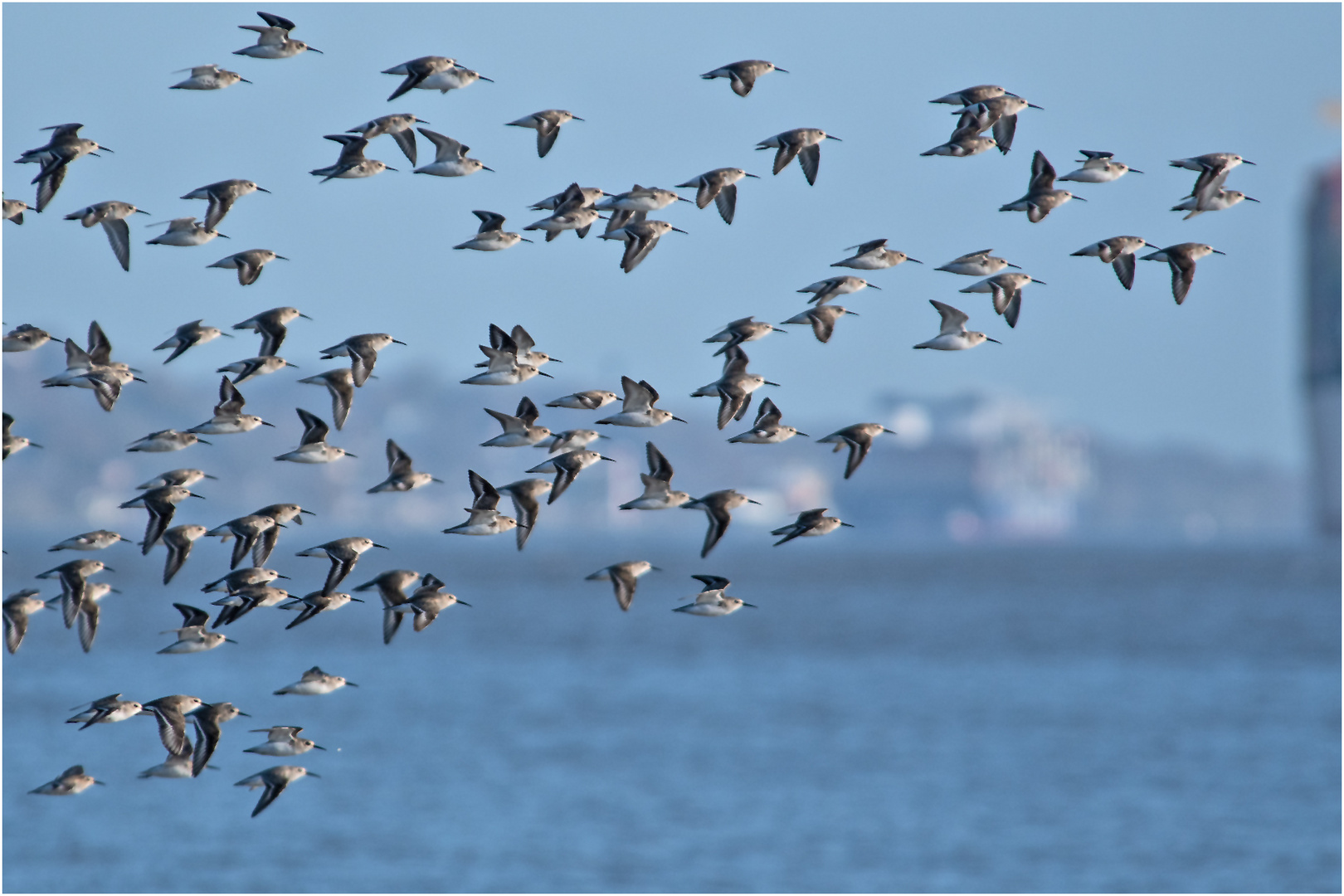 Flugformation der Alpenstrandläufer (1) . . .