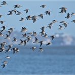 Flugformation der Alpenstrandläufer (1) . . .