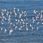 Flugformation der Alpenstrandläufer (2) . . .