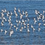 Flugformation der Alpenstrandläufer (2) . . .