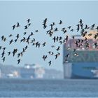 Flugformation der Alpenstrandläufer (3) . . .