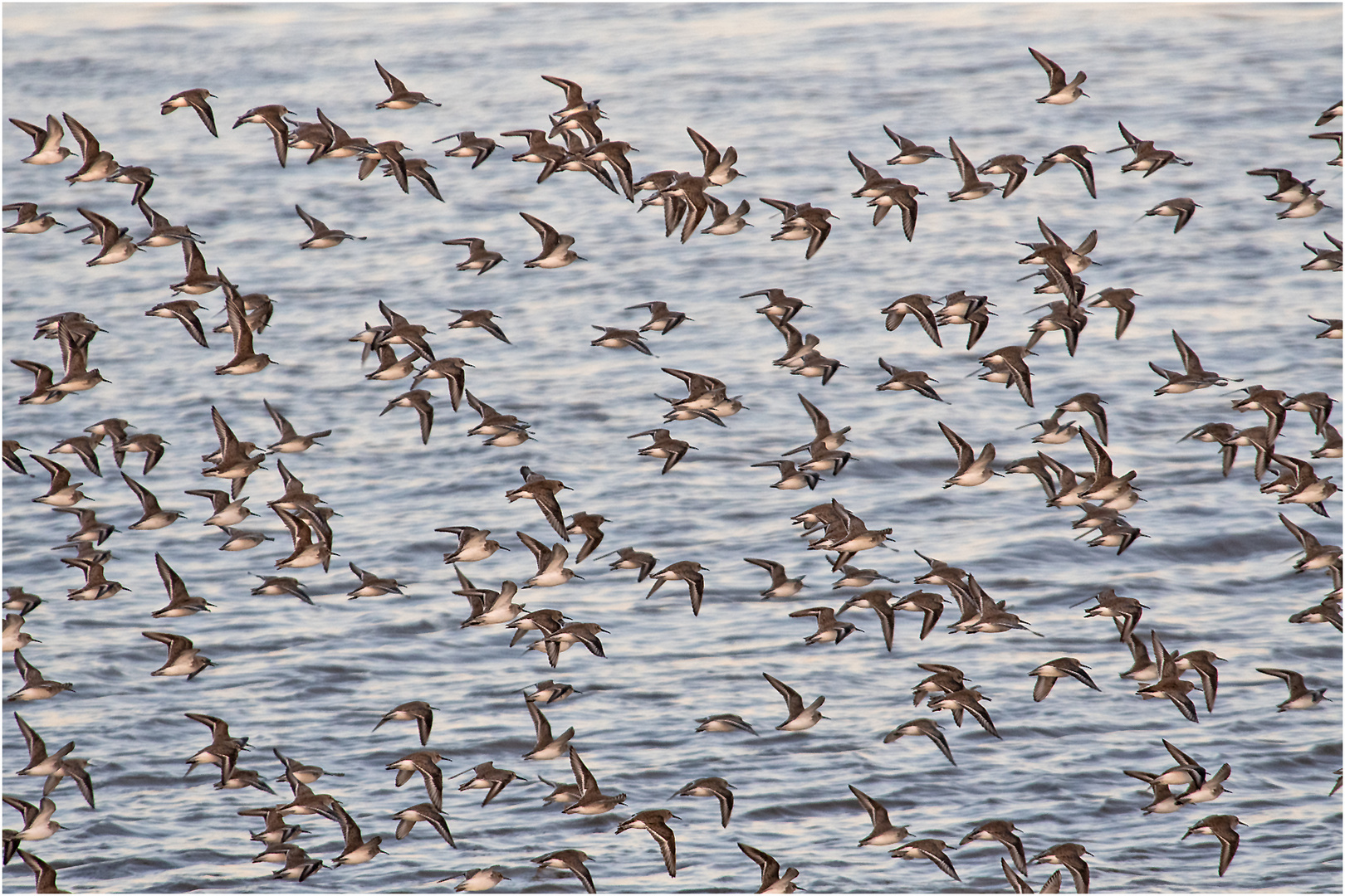  Flugformation der Alpenstrandläufer (5) . . .