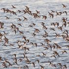  Flugformation der Alpenstrandläufer (5) . . .