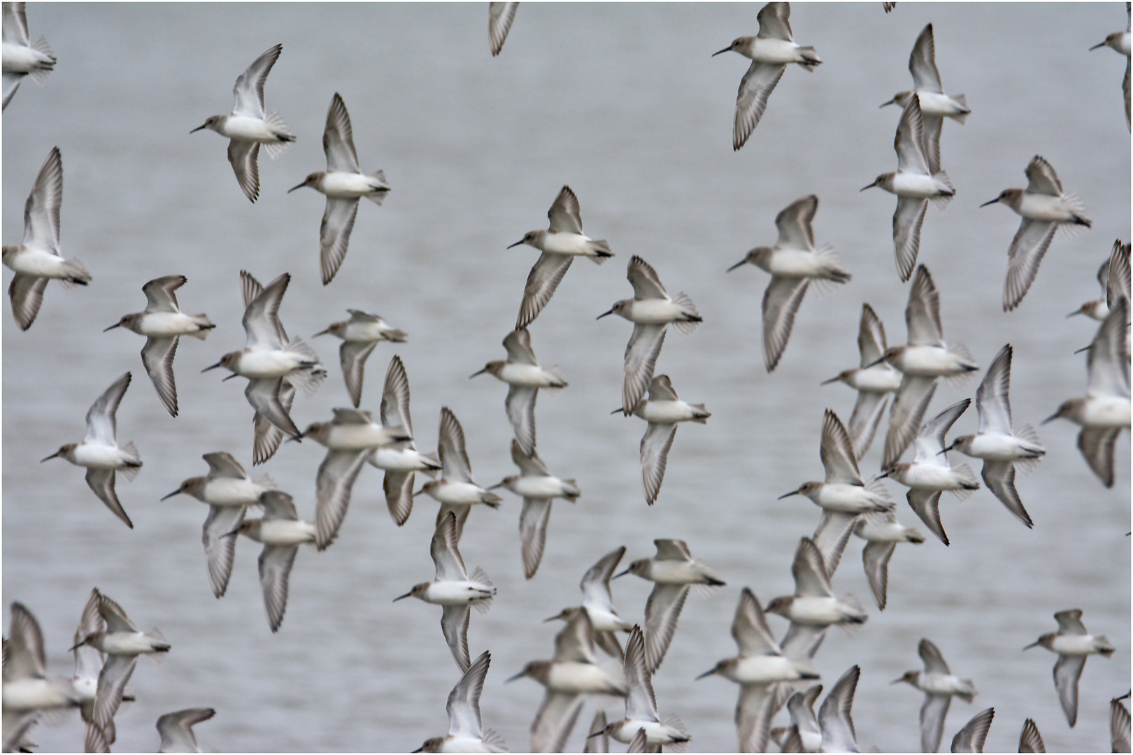 Flugformation der Alpenstrandläufer (7) . . .