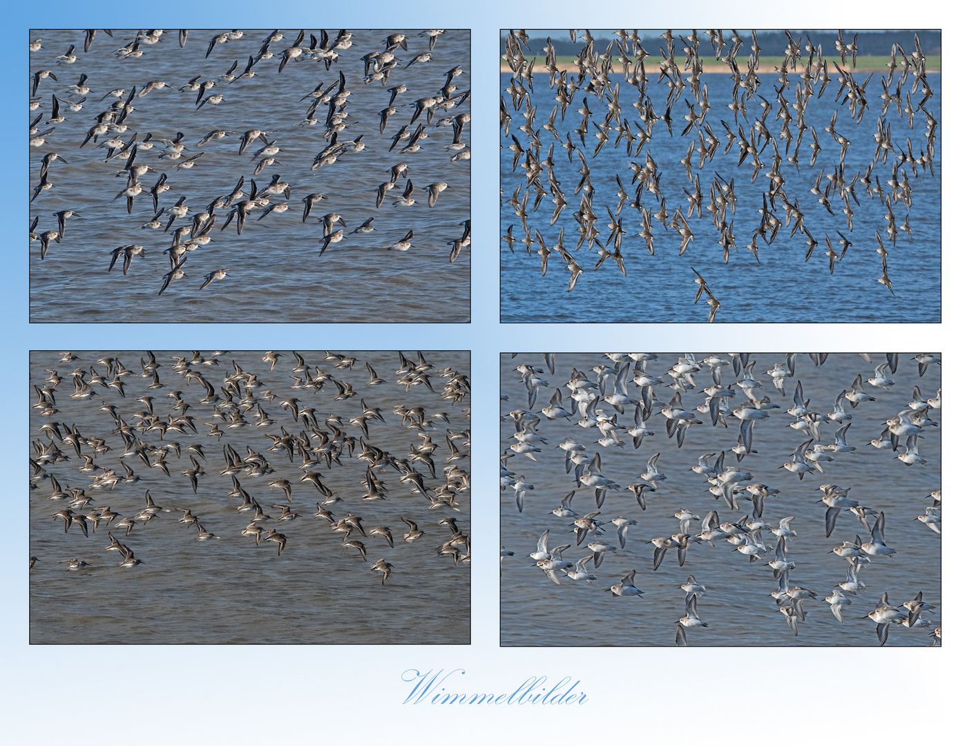 Flugformation der Alpenstrandläufer (8) . . . Wimmelbilder