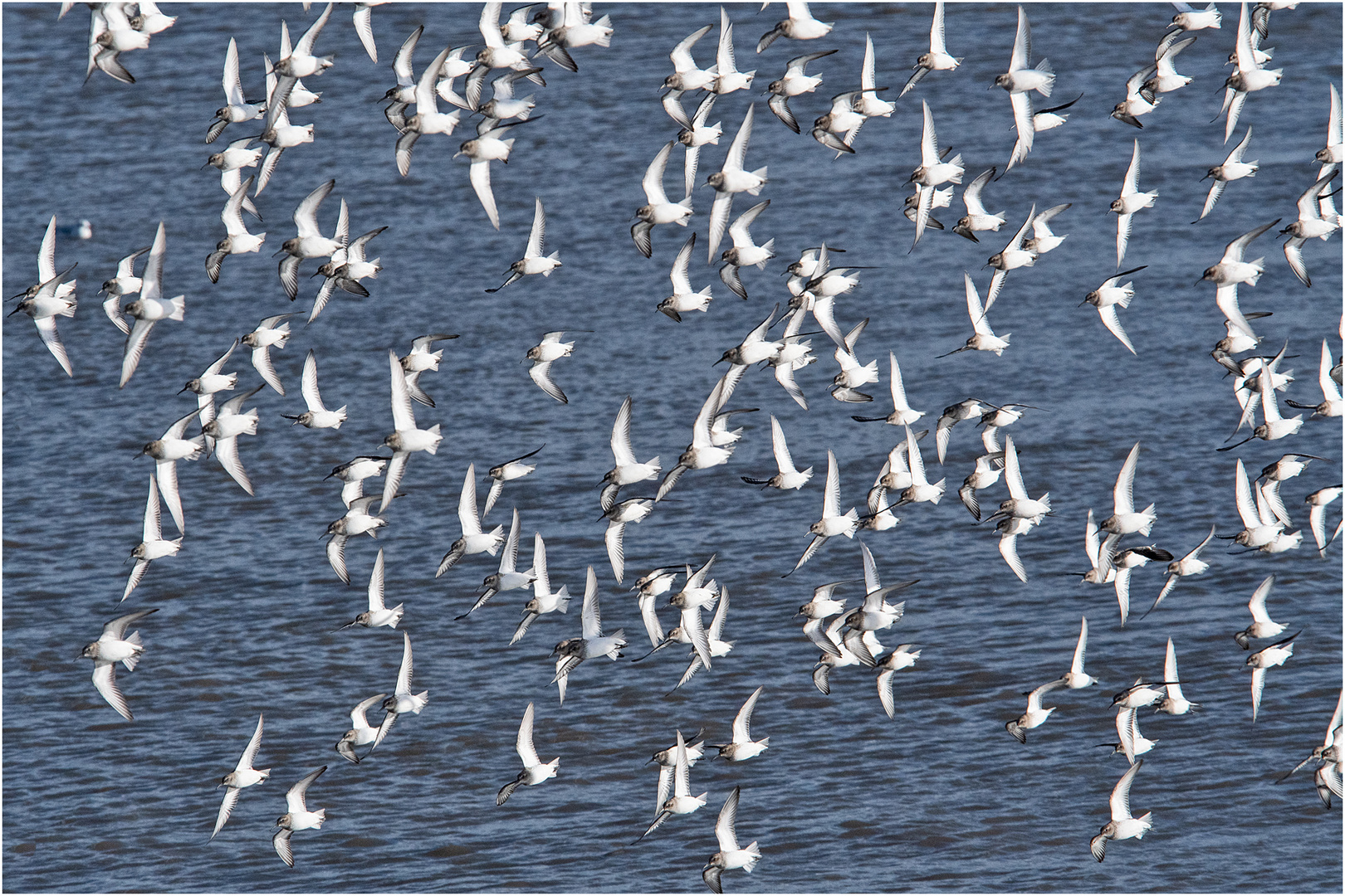 Flugformation der Alpenstrandläufer (9) . . . 