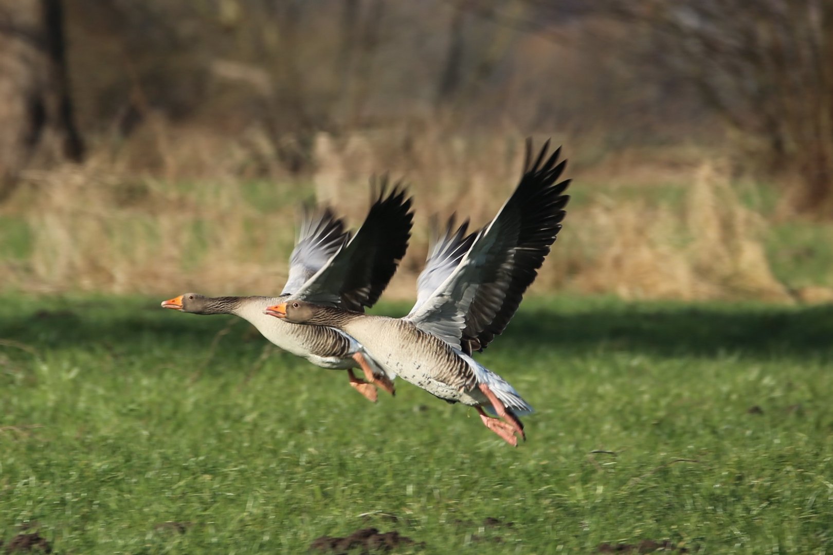 Flugformation in Perfektion 